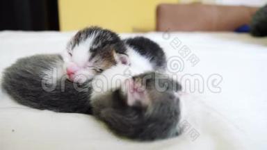 搞笑视频两只宠物可爱新生小猫睡觉团队在床上.. 宠物生活方式概念宠物概念。 小宠物